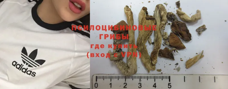 MEGA зеркало  Волгореченск  Псилоцибиновые грибы Psilocybe 